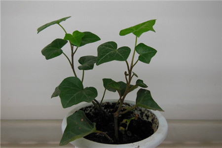 常春藤的扦插办法