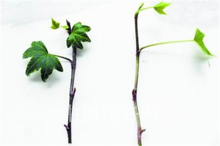 常春藤的扦插办法