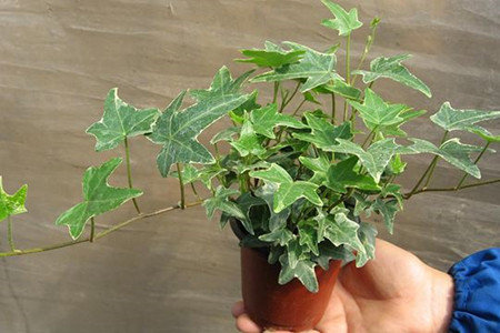 常春藤的扦插办法