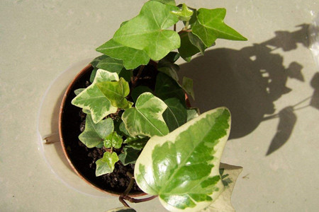 常春藤的扦插办法