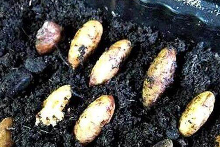 山竹怎么做好种植