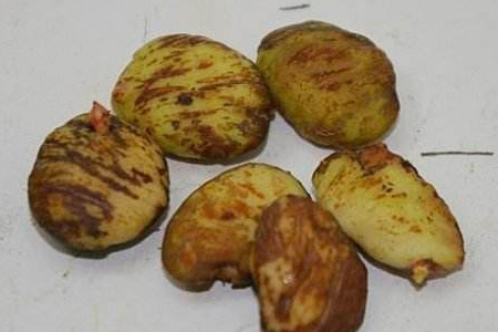 山竹怎么做好种植