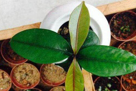 山竹怎么做好种植