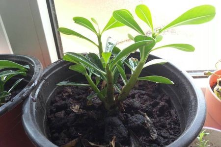 沙漠玫瑰叶子发蔫解决办法