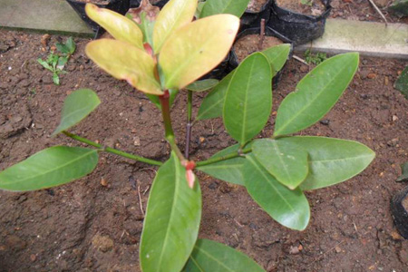 山竹怎么做好种植