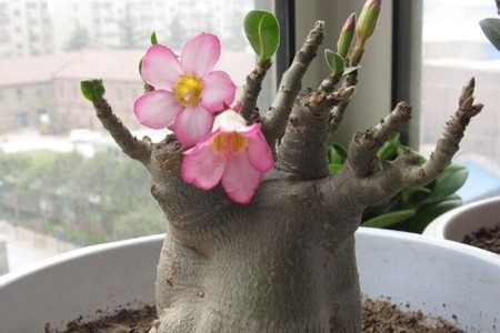 沙漠玫瑰叶子发蔫解决办法