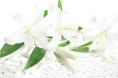 百合花能放在客厅吗