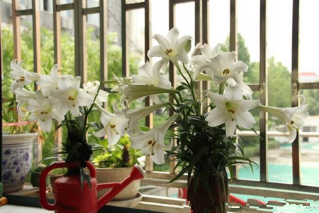 百合花能放在客厅吗