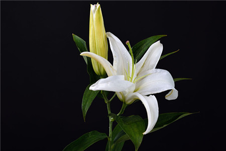 百合花能放在客厅吗