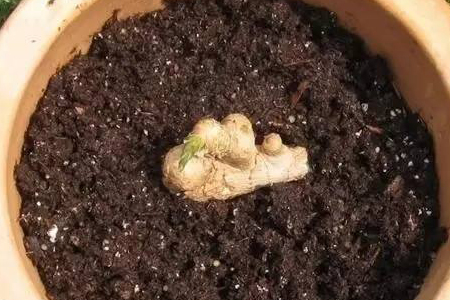 生姜怎么种植