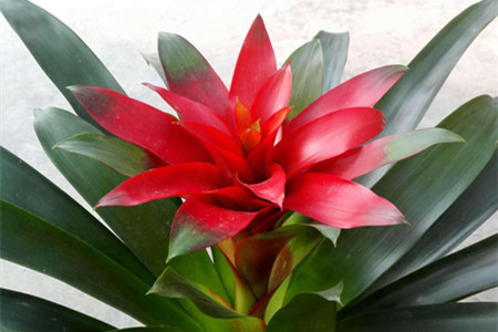 鸿运当头怎么施肥