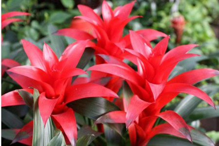 鸿运当头怎么施肥