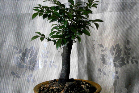 小叶紫檀盆景怎么养