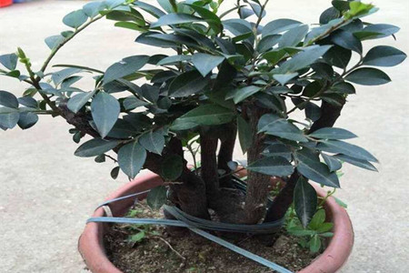 小叶紫檀盆景怎么养