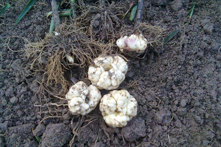 百合的种植办法