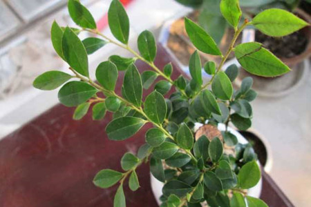 小叶紫檀盆景怎么养