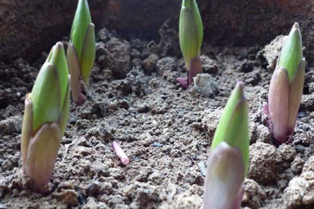 百合的种植办法