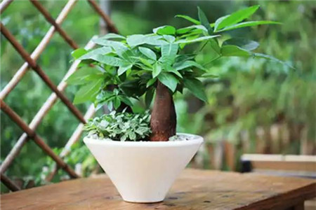 发财树可以用啤酒浇吗