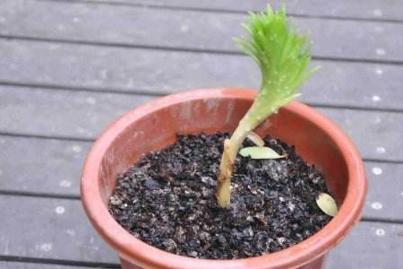 百合的种植办法