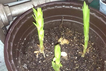 百合的种植办法