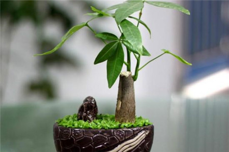 发财树可以用啤酒浇吗