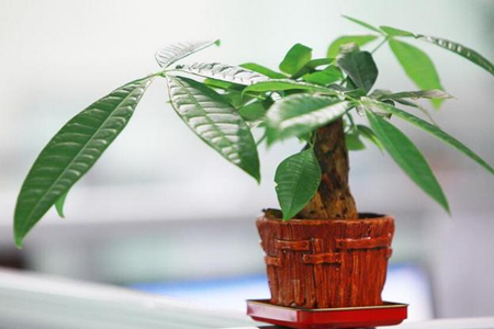 发财树可以用啤酒浇吗