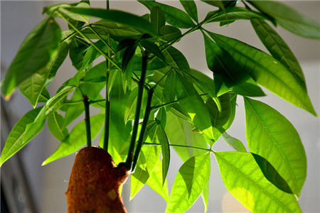 发财树可以用啤酒浇吗