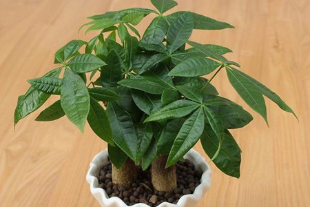 发财树可以用啤酒浇吗