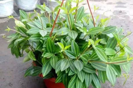 钻石翡翠植物怎么养