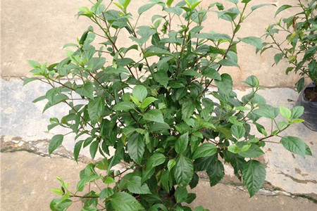 扶桑花的修剪办法