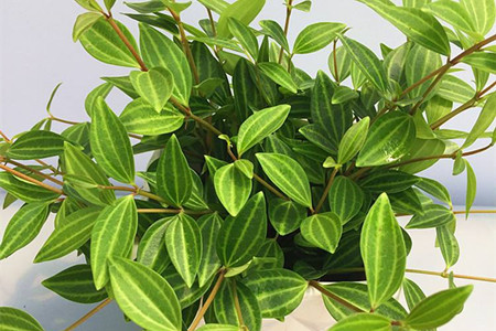 钻石翡翠植物怎么养