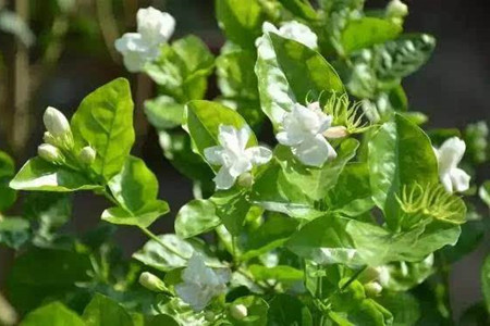 茉莉花怎么养殖
