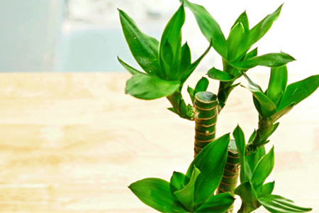 富贵竹怎么养才能更旺盛