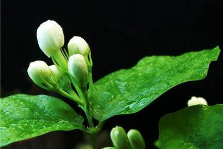 茉莉花怎么养殖