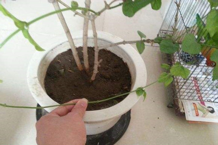 茉莉花怎么养殖