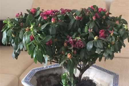 杜鹃花能放在客厅吗