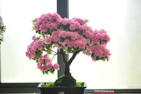 杜鹃花能放在客厅吗