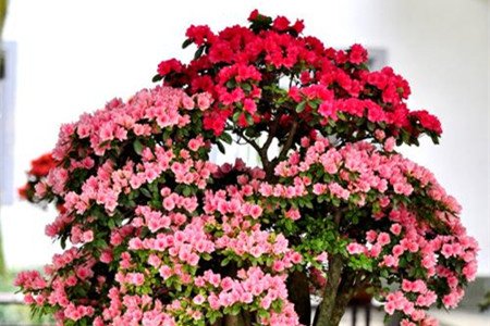 杜鹃花能放在客厅吗