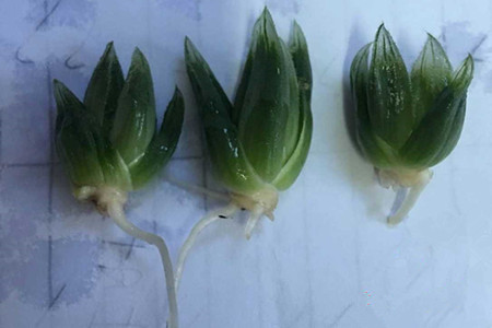 多肉玉露怎么养