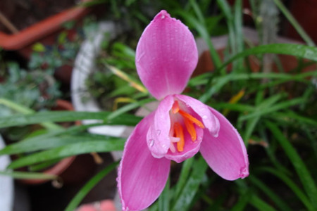 风雨花怎么养