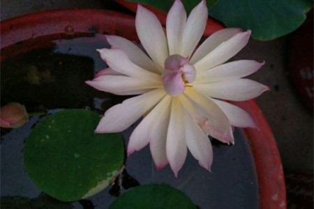 莲花怎么养殖