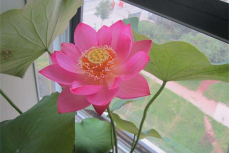 莲花怎么养殖