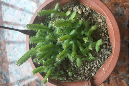 火龙果发芽后怎么养护