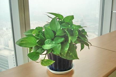 绿萝怎么养长的最快