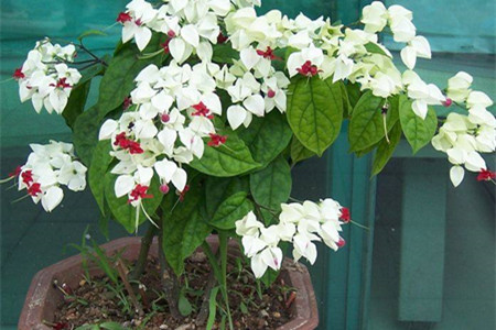 龙吐珠花怎么养