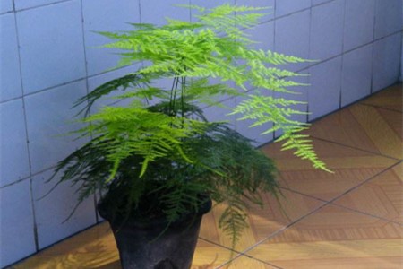 文竹怎么度夏