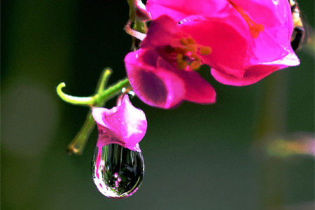龙吐珠花怎么养