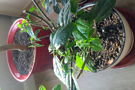 龙吐珠花怎么养