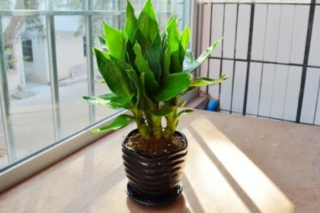观音竹室内可以养吗