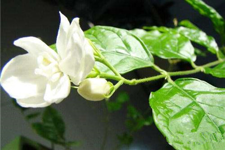 茉莉花怎么养不会干枯